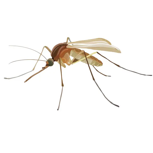 Image Shows Detailed Illustration Mosquito Mosquito Depicted Brown Beige Body Gráficos Vectoriales