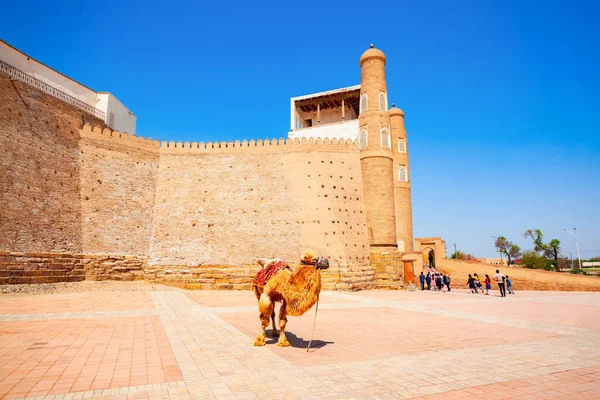 Cammello Presso Arca Bukhara Antica Fortezza Massiccia Situata Nella Città — Foto Stock