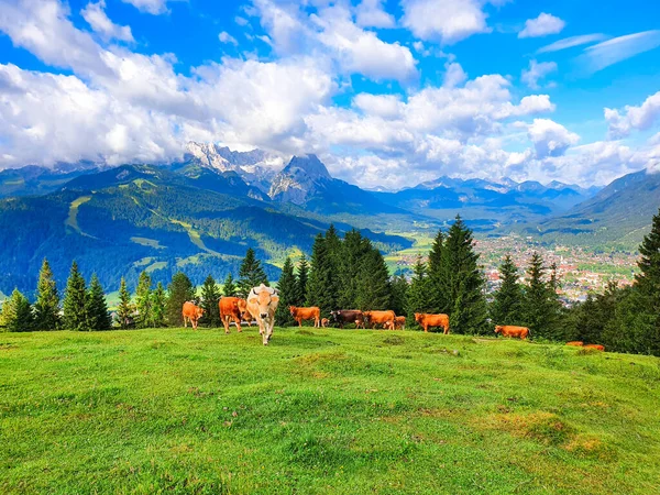 牛はガルミシュ プラテンキルチェンの上にある高山の牧草地を採っています ガルミシュ パーチェンキヘンは バイエルン南部のアルペンスキータウンです — ストック写真