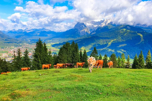 Cows graze on an alpine meadow above Garmisch-Partenkirchen. Garmisch Partenkirchen is an Alpine ski town in Bavaria, southern Germany.