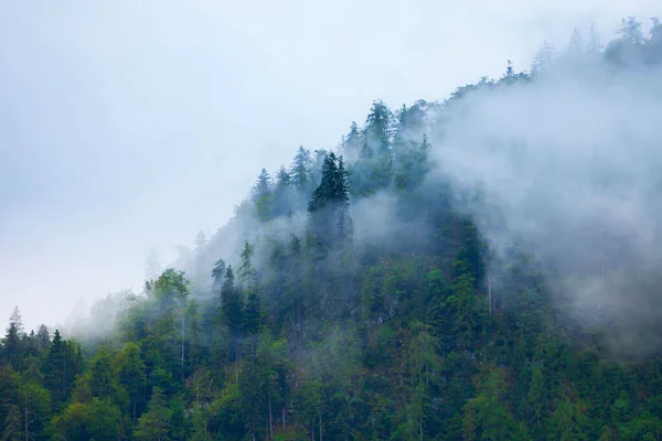 Вид Пейзаж Лісового Гірського Схилу Хмарах Вічнозеленими Хвойниками Тумані — стокове фото