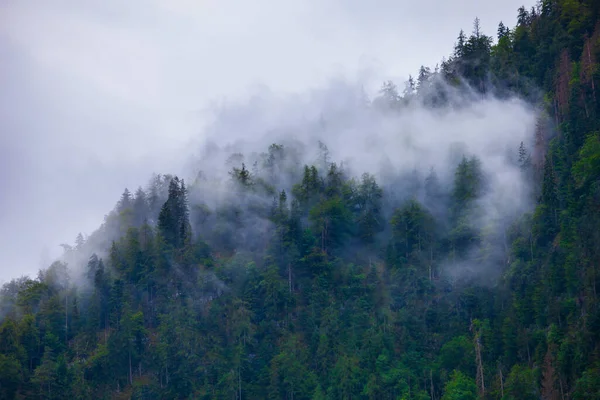 Scénický Pohled Krajinu Zalesněného Horského Svahu Mracích Jehličnany Mlze — Stock fotografie