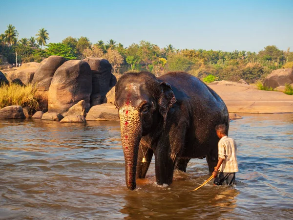 Άγνωστος Άνθρωπος Πλένει Ελέφαντες Στο Ποτάμι Στο Hampi Της Ινδίας — Φωτογραφία Αρχείου