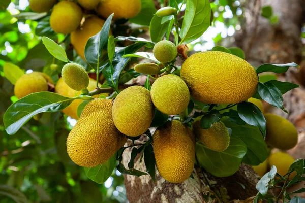 Jaca Árvore Com Grandes Frutos Maduros Índia — Fotografia de Stock