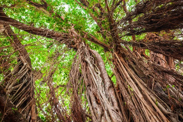 Großer Banyan Oder Indischer Ficusbaum Goa Indien — Stockfoto