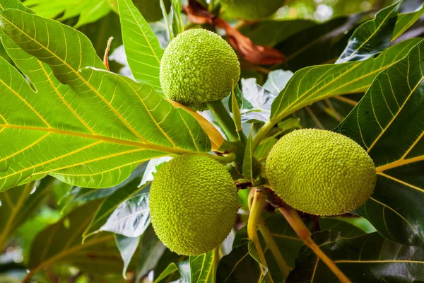 アジアのブレッドフルーツの木に大きく熟した果物 — ストック写真