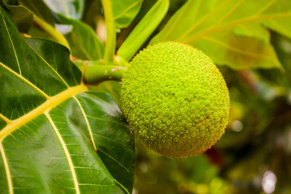Duże Dojrzałe Owoce Drzewie Chlebowym Azji — Zdjęcie stockowe