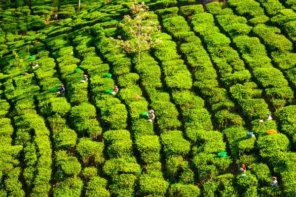 Erstaunliche Landschaft Blick Auf Teeplantage Natur Hintergrund — Stockfoto