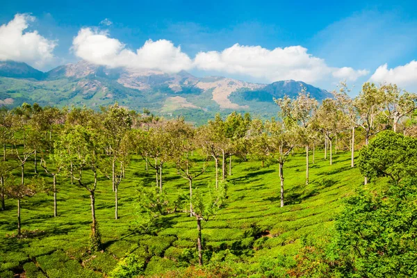 Удивительный Пейзаж Чайной Плантации Природный Фон — стоковое фото