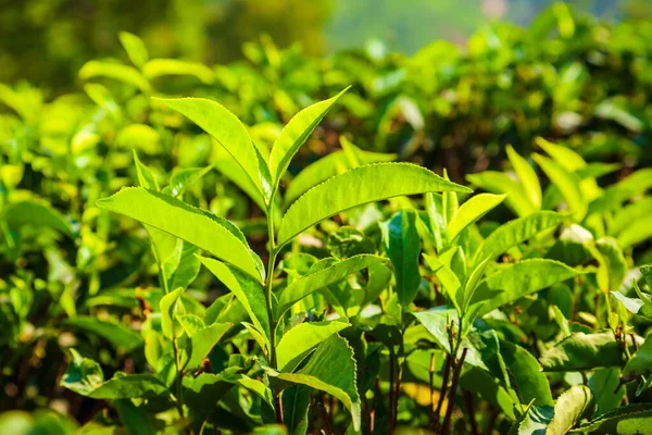 Amazing Landscape View Tea Plantation Nature Background — Stock Photo, Image