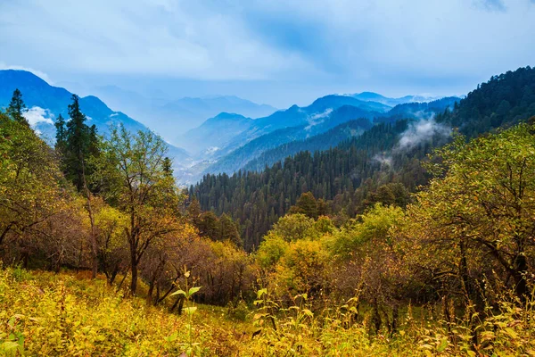 Сценічний Краєвид Лісистого Гірського Схилу Гімалаї Хмарах Вічнозеленими Хвойними Тумані — стокове фото
