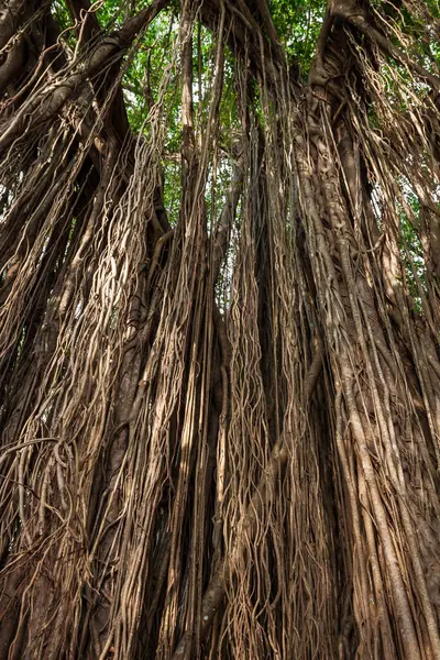 Μεγάλο Banyan Indian Ficus Δέντρο Στην Γκόα Της Ινδίας — Φωτογραφία Αρχείου