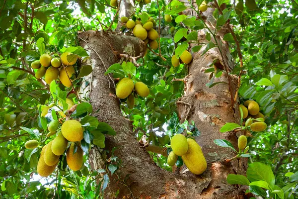 インドで大きな熟した果実を持つジャックフルーツの木 — ストック写真