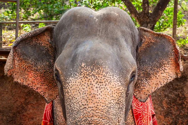 Elefante Granja Especias Goa India —  Fotos de Stock