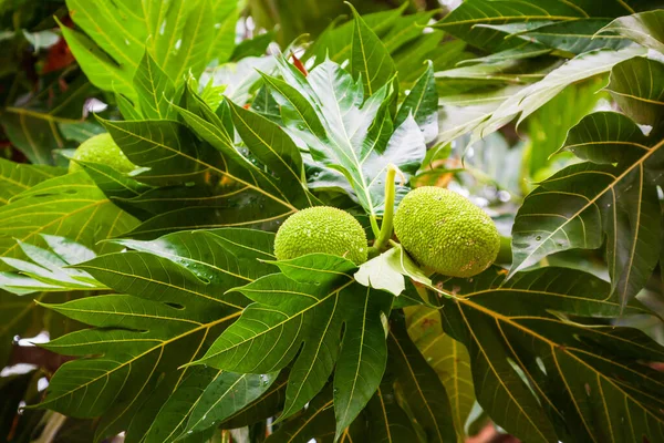 アジアのブレッドフルーツの木に大きく熟した果物 — ストック写真