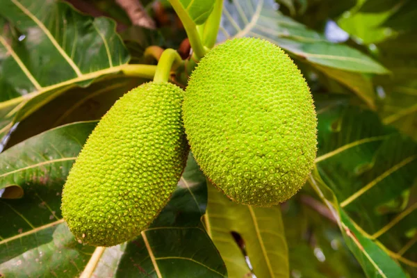 Frutas Grandes Maduras Árvore Frutos Pão Ásia — Fotografia de Stock