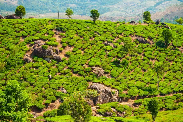 Удивительный Пейзаж Чайной Плантации Природный Фон — стоковое фото