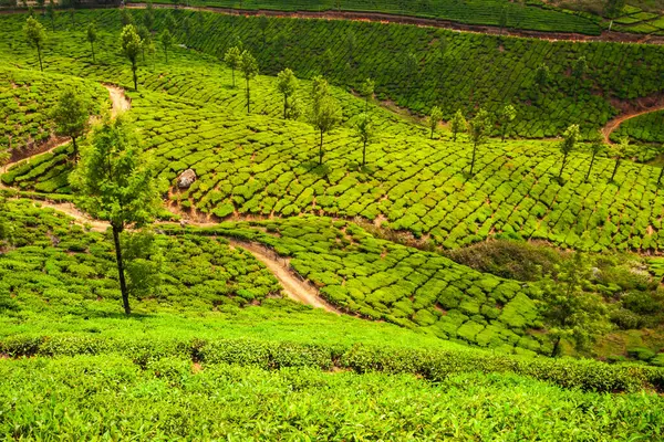 Дивовижний Краєвид Чайну Плантацію Фон Природи — стокове фото