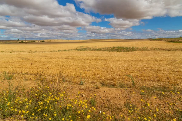 俯瞰西班牙北部的一片农田 — 图库照片