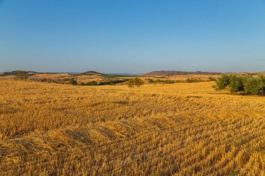 İspanya 'nın kuzeyinde bir ekin tarlası manzarası