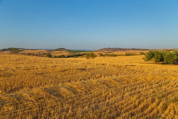 Vista Campo Cultivo Norte España —  Fotos de Stock