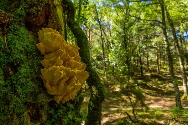 Βρύα Στα Δέντρα Στο Δάσος Στο Geres Εθνικό Πάρκο Πορτογαλίας — Φωτογραφία Αρχείου