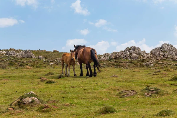 田舎の美しい馬 スペインの北の山の中で馬の牧草地 — ストック写真