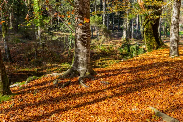 Floresta Outono Mata Albergaria Parque Nacional Geres Portugal — Fotografia de Stock