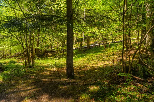 Path Forest Levoca Slovakia — Zdjęcie stockowe