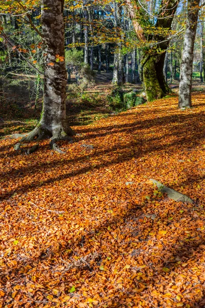 葡萄牙Geres国家公园Mata Albergaria的秋季森林 — 图库照片