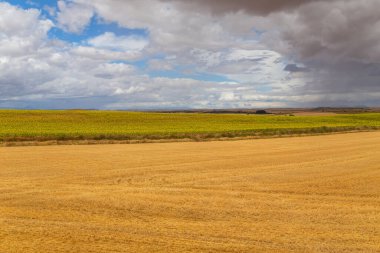 İspanya 'nın kuzeyinde bir ekin tarlası manzarası