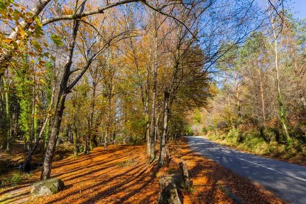 Podzimní Krajina Silnicí Krásné Barevné Stromy Geres Portugalský Národní Park — Stock fotografie