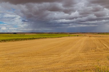İspanya 'nın kuzeyinde bir ekin tarlası manzarası