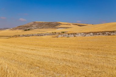 İspanya 'nın kuzeyinde bir ekin tarlası manzarası