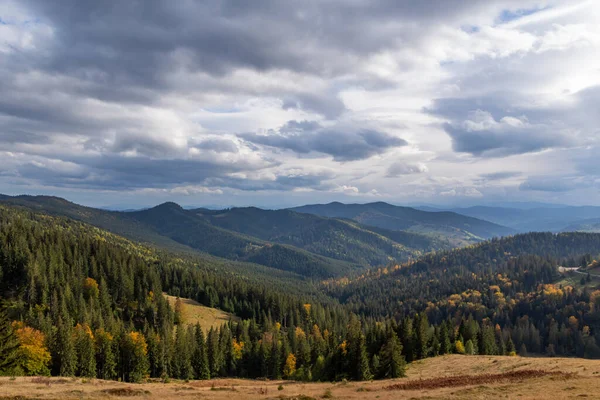 stock image Forest background with spruce trees. Hills covered with coniferous dense forest in Romania