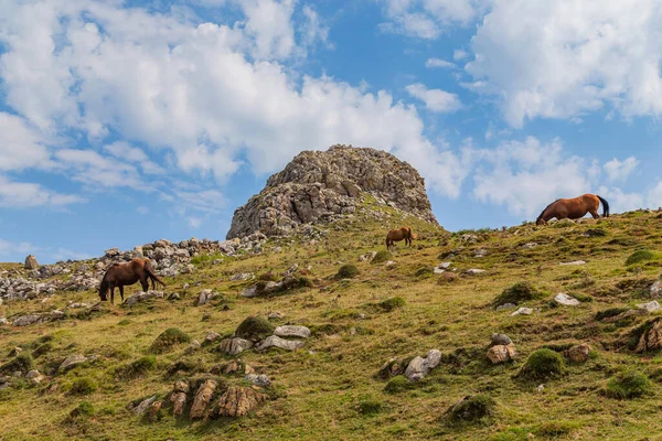 Prachtige Paarden Het Platteland Paardenweide Bergen Van Noord Spanje — Stockfoto