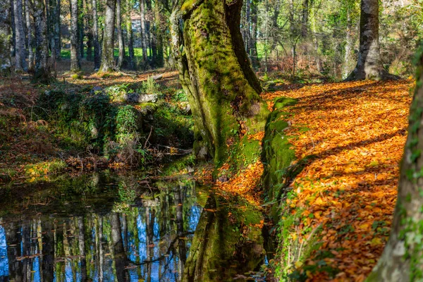 Podzimní Les Mata Albergaria Národní Park Geres Portugalsko — Stock fotografie