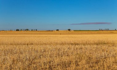 İspanya 'nın kuzeyinde bir ekin tarlası manzarası