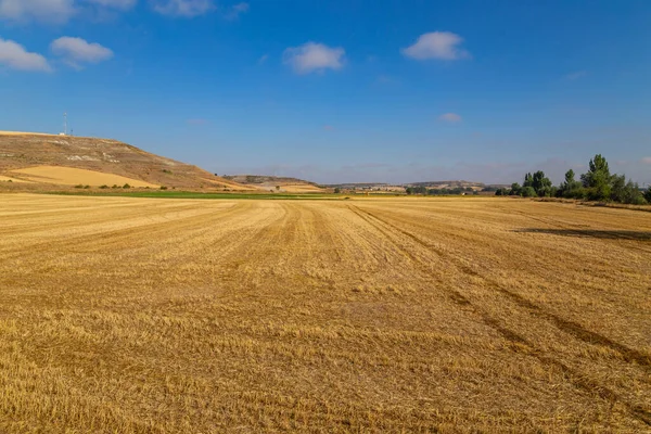 İspanya 'nın kuzeyinde bir ekin tarlası manzarası