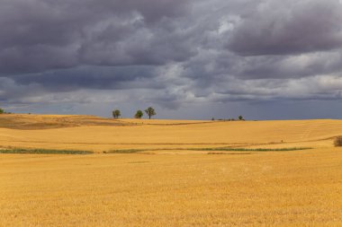 İspanya 'nın kuzeyinde bir ekin tarlası manzarası