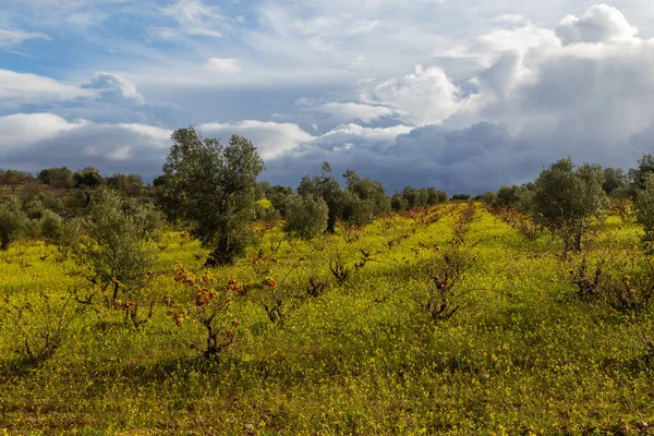 Oliivipuut Extremaduran Niityillä Lähellä Caceresia Espanjassa — kuvapankkivalokuva