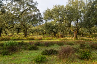 Cork oak trees (Quercus suber) in the morning, Extremadura, Spain, Europe