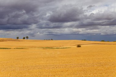 İspanya 'nın kuzeyinde bir ekin tarlası manzarası