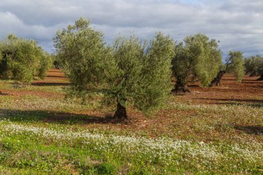 Olive trees in the fields of Extremadura near Caceres in Spain