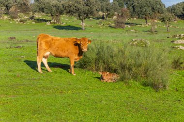 Sığır Caceres yakınındaki bir çayırda. : Extremadura, Spain.