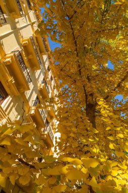 tree with yellow leaves in the courtyard of the house. Granada, Spain