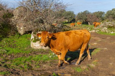 Sığır Caceres yakınındaki bir çayırda. : Extremadura, Spain.