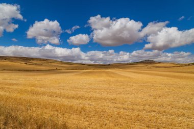 İspanya 'nın kuzeyinde bir ekin tarlası manzarası
