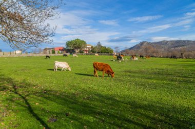 Sığır Caceres yakınındaki bir çayırda. : Extremadura, Spain.