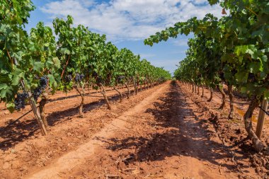Vineyards in a beautiful valley near Pamplona in Northern Spain